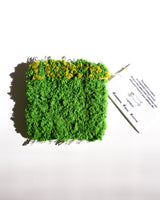 Cosymosy Grass Coaster - 2 Type